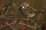 Tree Sparrow 